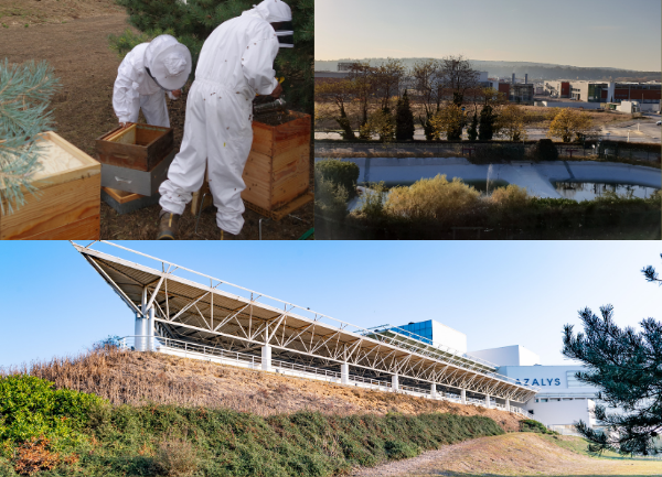 La biodiversité à Azalys avec les ruches et les bassins de rétention d'eau